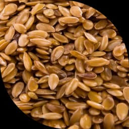 Льон золотистий